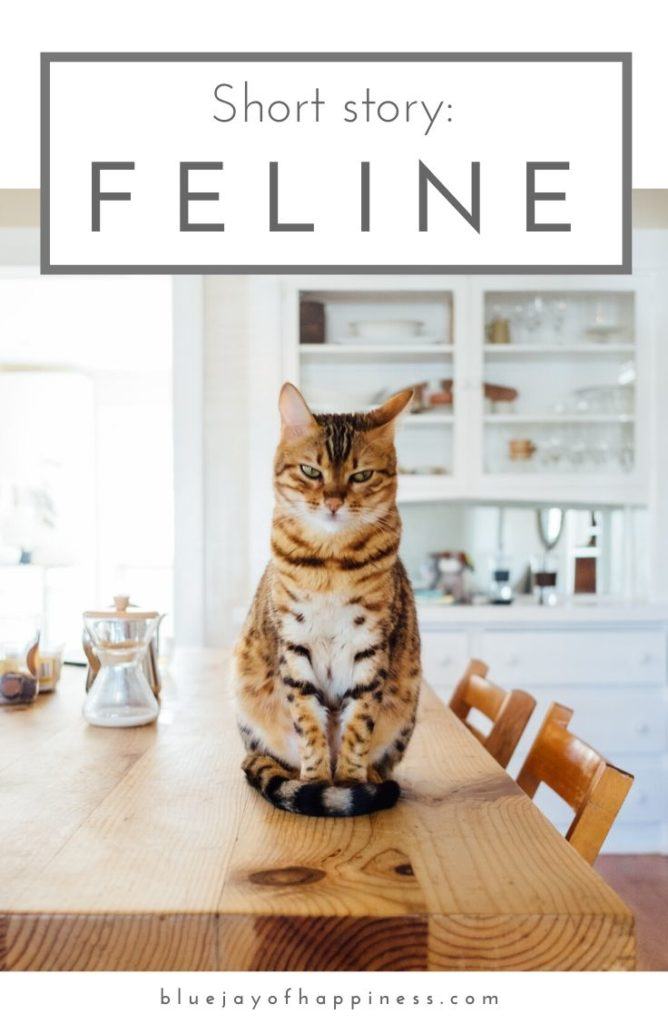 Short story - feline